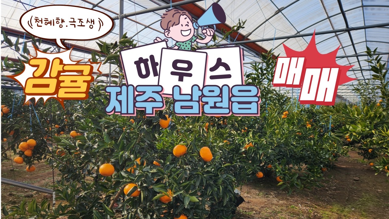 제주 서귀포시 남원읍 의귀리 건축도 가능한 감귤하우스(품종: 천혜향 및 유라실생) 및 창고(용도: 농막) 매매