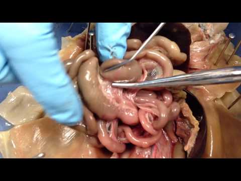 rat dissection