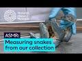 Measuring a python and an adder from our snake collection | ASMR