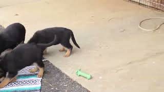 German Shepherd Puppies For Sale