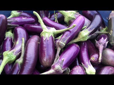 Harvesting Eggplants #harvesting #eggplant #lifeinthephilippines #provincelife