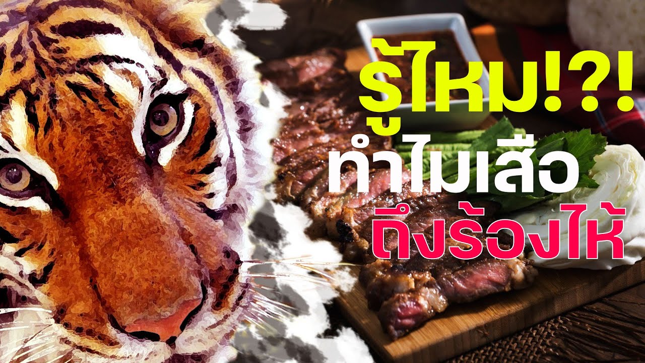 รู้ไหม!?! ทำไมเสือถึงร้องไห้ [ฟู้ดสตอรี่ EP.5]