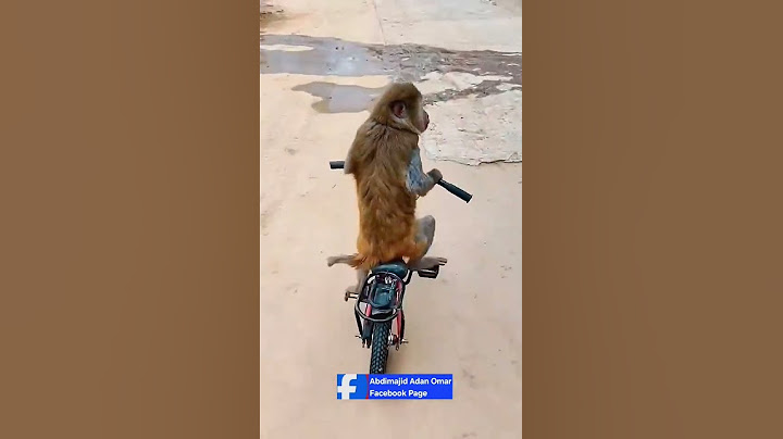 Wali ma aragtay daanyeer sida dadka baaskiil u wadaya. Muuqaalka waa mid dhab ah ma ahan AI.