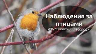 Бёрдвотчинг в Измайловском лесопарке [8 апреля 2019]