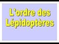 L&#39;ordre des Lépidoptères. Information générale.