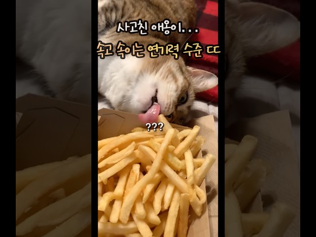 사고치려는 애옹이 속고 속이는 생활연기 수준 ㄷㄷ