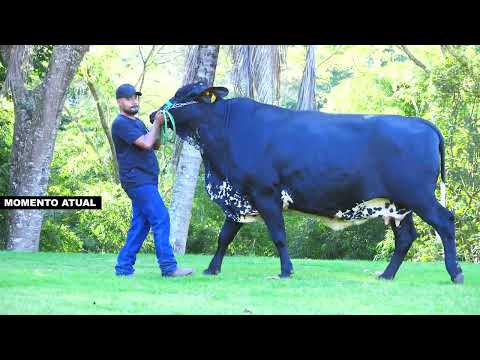 LOTE 13 Ibiza Fiv Imperial - 4444-BG