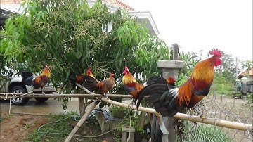 qaib dib daj pom 1-3 qua ntog zoo heev - ไก่ต่อf1-3 ขันดีสุดยอดอำดับ1