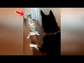 Perros 🐶 vs Gatos 😻 2020 🤣 Videos Divertidos De Animales 😁 Parte 2