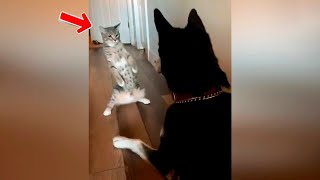 Perros  vs Gatos  ? Videos Divertidos De Animales  Parte 2