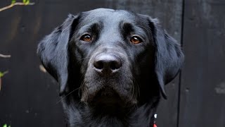 Molly The Black Labrador: 8 Months - 1 Year