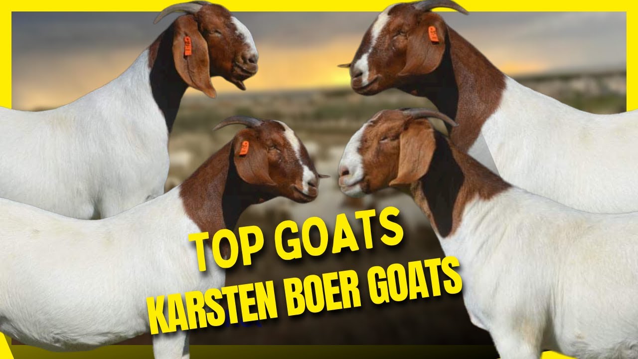 See the quality of Boer goats Karsten Boer Goat YouTube