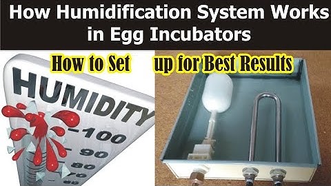 How To Increase Humidity In Automatic Incubator | Humidity Maker For Incubator