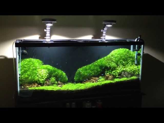 HOW TO Make Moss Carpet, Membuat Aquascape
