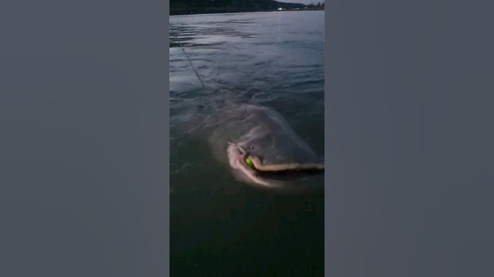 ОГРОМНЫЙ СОМ. Catfish #fishing  #animal #catfishing #рыбалка #рыба #сом #спининг #shorts