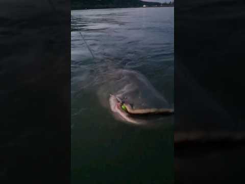 ОГРОМНЫЙ СОМ. Catfish #fishing #animal #catfishing #рыбалка #рыба #сом #спининг #shorts