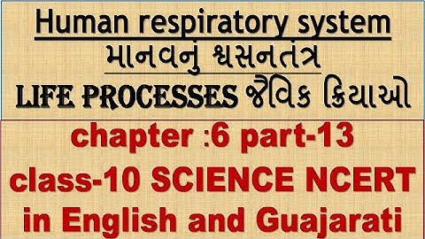 Human respiratory system માનવનું શ્વસનતંત્ર PART 13 CH 6 LIFE PROCESSES જૈવિક ક્રિયાઓ STD 10 ncert