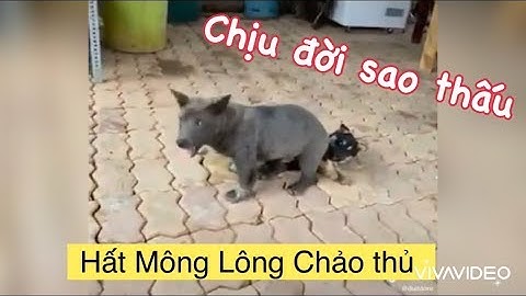 Tik Tok Việt Nam - idol Dúi Quậy Tung Nóc Lấy " Mỡ " Đè Người | Nguyễn Văn Dúi Bản Dúi