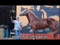 घोड़े गाय रखें हैं तो यह विडीओ देख लो हर बीमारी का इलाज मिल जाएगा Dinesh Jain India 🙏🙏