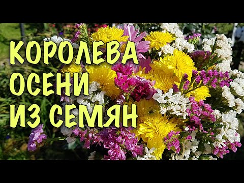ПРОЩЕ ПРОСТОГО! Выращиваем МНОГОЛЕТНЮЮ ХРИЗАНТЕМУ из СЕМЯН