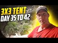 Simple guide to indoor growing for beginners spiderfarmer 3x3 tent se5000  4 plants