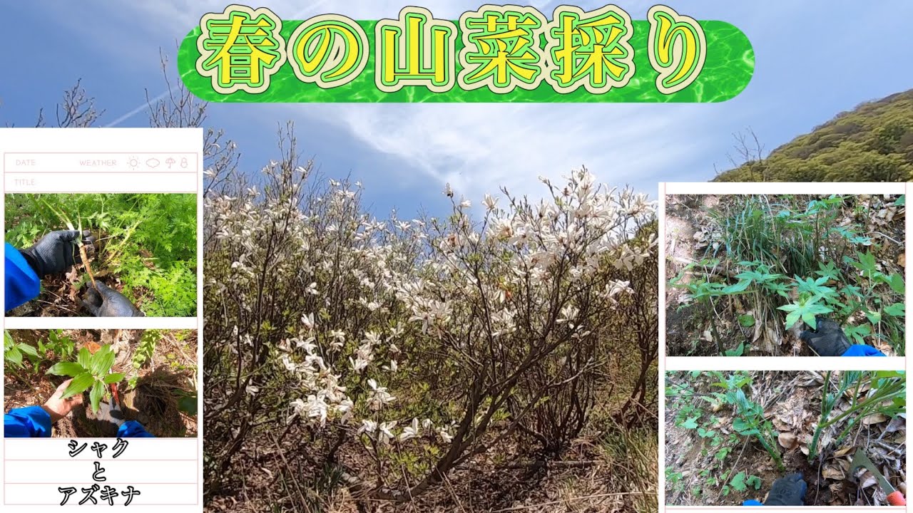 Foraging for wild vegetables in spring: I identified Shaku