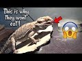 Why Your Bearded Dragon Won't Eat
