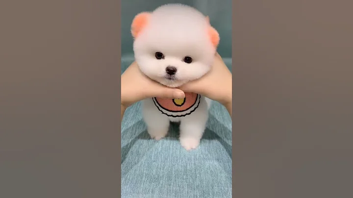 Virus Cute little dog 可愛的小狗 博美 犬 TikTok 抖音 - 天天要聞
