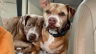 Two senior dogs lost their best friend. Now they keep snuggling each other.