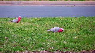 How Galah Parrots Seek For Food On The Green Grass