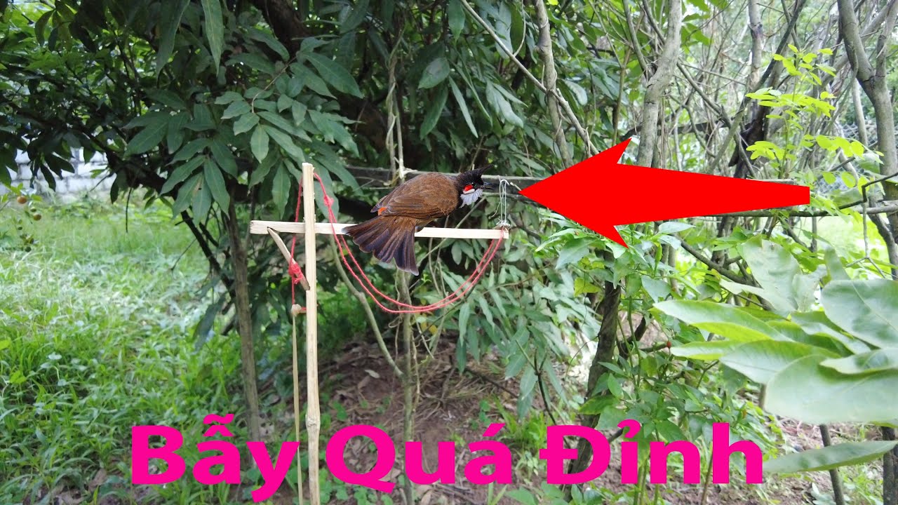 Làm Bẫy Chim Đơn Giản Mà Hiệu Quả Cao , Bắt Được Chim Chào Mào Đẹp /Cường Green