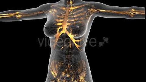 Human Body With Visible Skeletal Bones | Motion Graphics - Envato elements