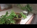 Buy Can Where Plants You Citronella