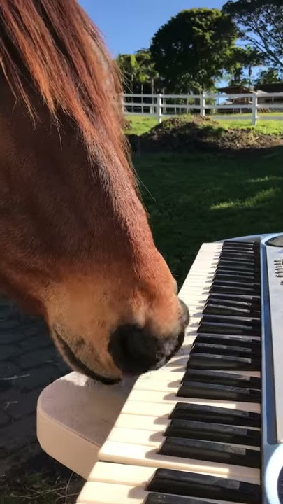 Horse playing piano Murphy at it again :)
