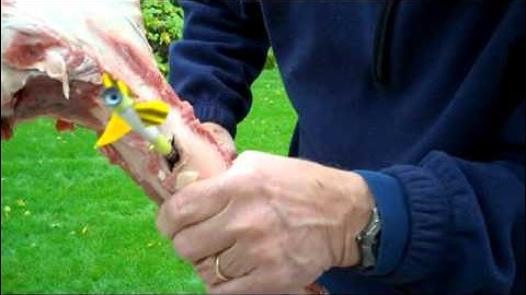 Bone Busting with - GrizzlyStik Single Bevel Broadheads & Tapered Carbon Arrows