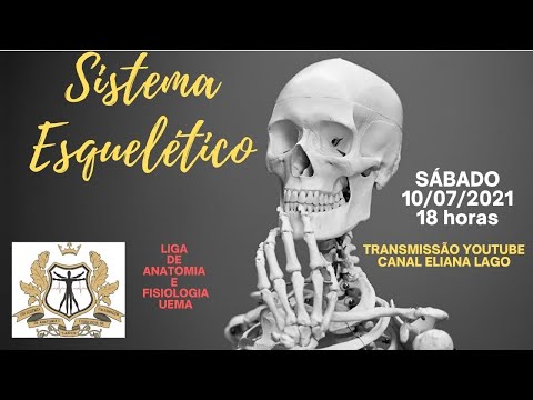 Vídeo: L'os esponjoso té sistemes haversians?