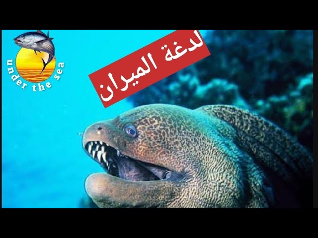 تعرض صياد إلى لدغة خطيرة لسمكة الميران.Moray attack - YouTube