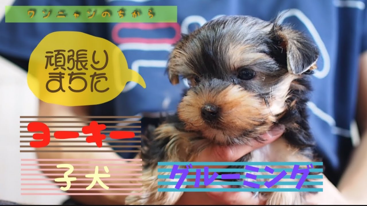 【子犬グルーミング】ヨーキー2019/04/26生まれの男の子 YouTube