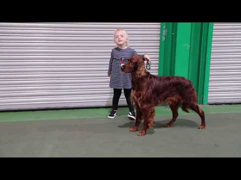Video: Irish Setter Dog Breed Allergivenlig, Sundhed Og Levetid
