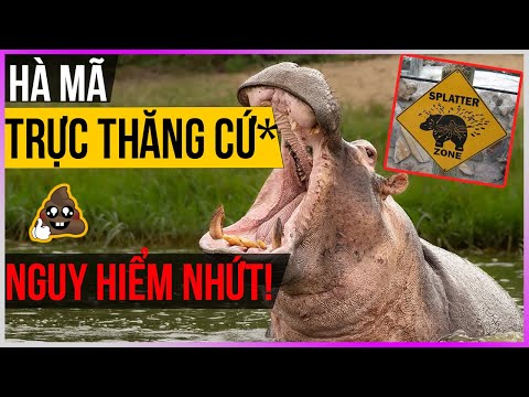 Video: Tại sao hà mã được gọi là 