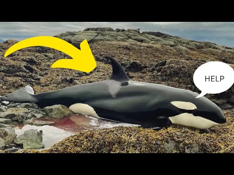 This Orca Got