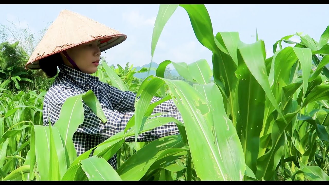 Bữa cơm ngày hè - Canh rau bợ đậm đà vị quê xem là nhớ nhà | Ẩm Thực ...