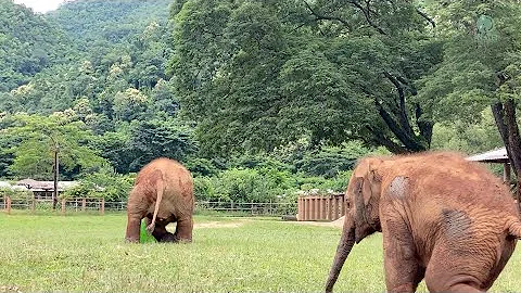 What Happens When Baby Elephant Pyi Mai and Chaba Meet A Rubber Ball? - ElephantNews - DayDayNews