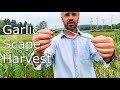 Garlic Scapes - Harvest and Discussion