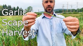 Garlic Scapes - Harvest and Discussion