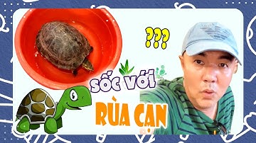 Quốc Thuận sốc khi lần đầu nhìn thấy Rùa Cạn Khổng Lồ   Quốc Thuận Daily vlog