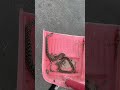花浪蛇 1 #花浪蛇