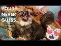 Funny Cats Play With RIDICULOUSLY Simple NEW TOY!!!