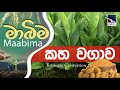 Mabima | කහ වගාව | turmeric cultivation