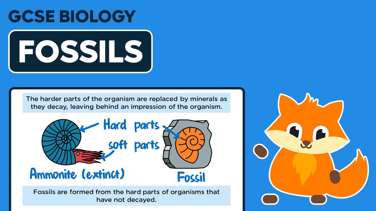 Fossils - GCSE Biology - YouTube